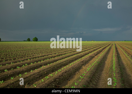 Field of cotton seedlings at the 3rd true leaf stage, planted on bedded ground in a conventional tillage system / Arkansas, USA. Stock Photo