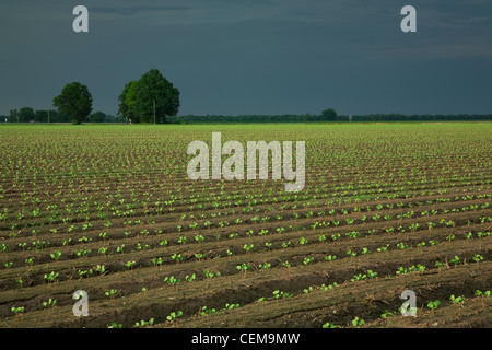 Field of cotton seedlings at the 3rd true leaf stage, planted on bedded ground in a conventional tillage system / Arkansas, USA. Stock Photo