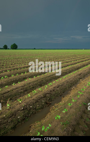 Field of cotton seedlings at the 3rd true leaf stage, planted on bedded ground in a conventional tillage system / Arkansas, USA. Stock Photo