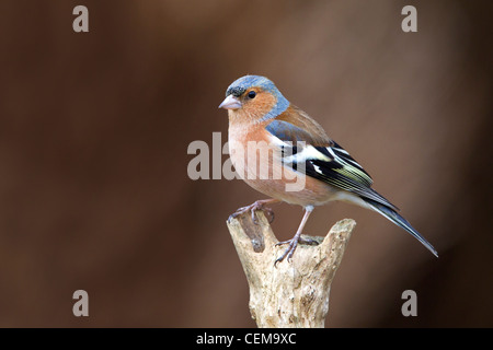 Portrait of a male Chaffinch Stock Photo