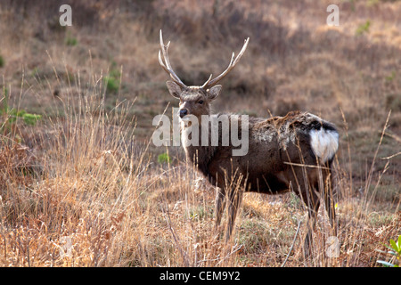 Sika Deer Stock Photo