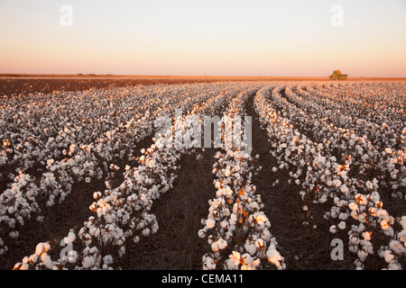 Rows of mature defoliated high-yield stripper cotton at harvest stage with harvesting operations underway in the background. Stock Photo