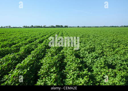 Agriculture - Large mid growth cotton field in the advanced stage of fruit set / near England, Arkansas, USA. Stock Photo