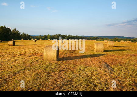 Large round grass hay bales in an Ozark Mountains hay meadow, ready to be moved to a storage area / Arkansas, USA. Stock Photo