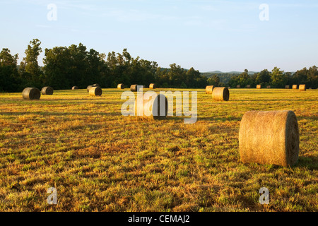 Large round grass hay bales in an Ozark Mountains hay meadow, ready to be moved to a storage area / Arkansas, USA. Stock Photo