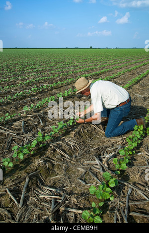 A crop consultant inspects an early growth no-till cotton crop at the 3-4 true leaf stage for early season insects / Arkansas. Stock Photo