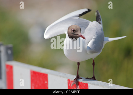 black headed gull (Lat.: Larus ridibundus)