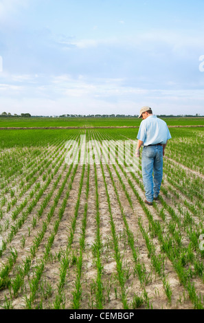 Agriculture - A farmer (grower) walks through his field inspecting the progress of his early growth rice crop / Arkansas, USA. Stock Photo