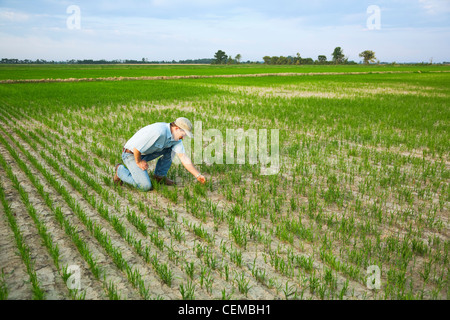 A farmer (grower) kneeling down in his field inspecting the progress of his early growth rice crop / Arkansas, USA. Stock Photo