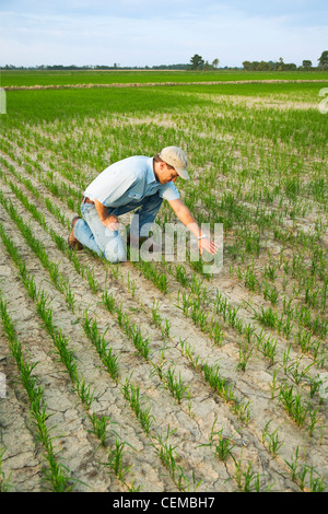 A farmer (grower) kneeling down in his field inspecting the progress of his early growth rice crop / Arkansas, USA. Stock Photo