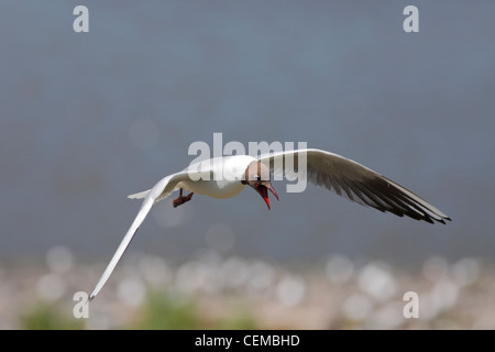 black headed gull (Lat.: Larus ridibundus)