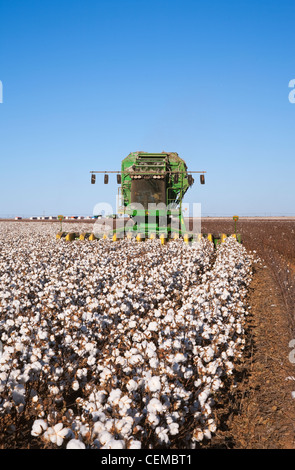 Agriculture - An 8-row John Deere cotton stripper harvests a field of mature high-yield stripper cotton / West Texas, USA. Stock Photo