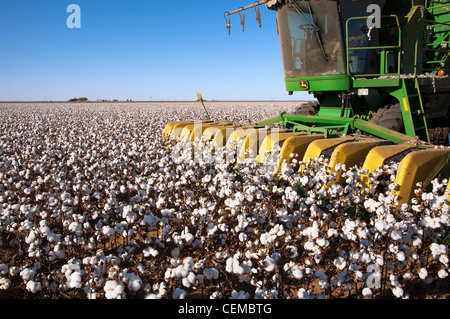 Closeup of the stripper head of an 8-row John Deere cotton stripper while harvesting a field mature high-yield stripper cotton. Stock Photo