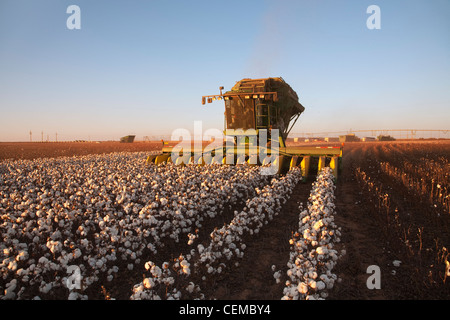 An 8-row John Deere cotton stripper harvests a field of mature high-yield stripper cotton at sunset / West Texas, USA. Stock Photo