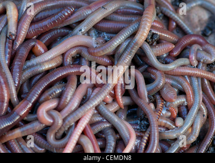 Huge amount of earthworms close to fishing Stock Photo