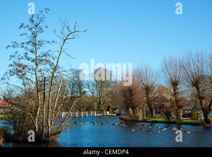 Shiplake Lock with Canada Geese on the River Thames Chiltern Hills Oxfordshire England UK Stock Photo