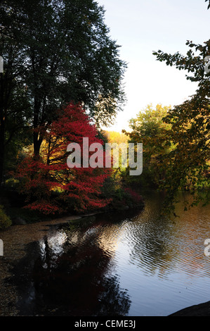 Blue sky shade portrait autumn trees red Japanese Maple reflecting in the clear water of the Pond, Central Park South, New York Stock Photo