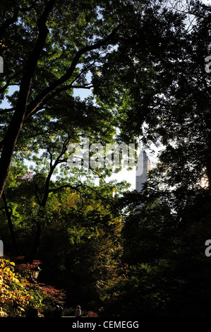 Trunks of tall trees and a street lamp in a city park on an autumn ...