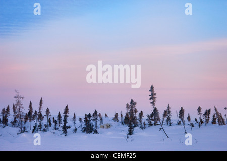 Snow-covered tundra, Manitoba, Canada Stock Photo