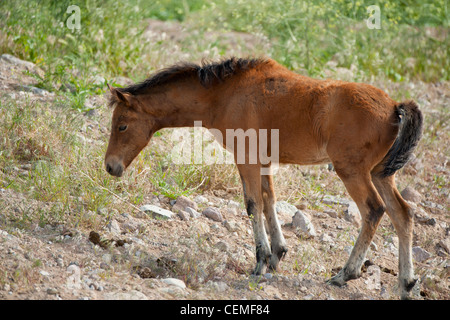 Baby Wild horse, Equus ferus, Nevada Stock Photo