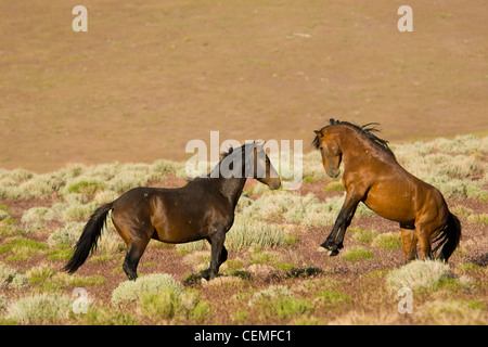 Fighting stallions, Wild horses, Equus ferus, Nevada Stock Photo