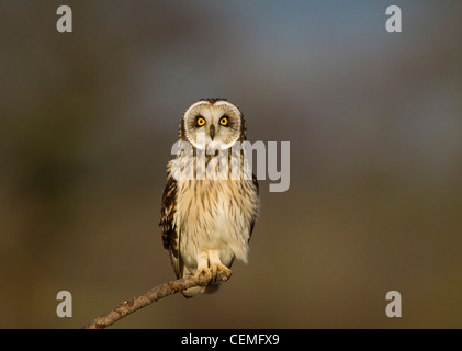 Short Eared Owl Portrait