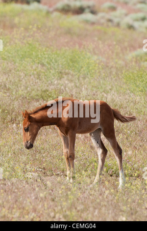 Baby wild horse (colt), Equus ferus, Nevada Stock Photo