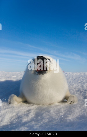 Harp seal pup on ice, Iles de la Madeleine, Canada Stock Photo