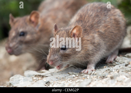 Two Brown Rats coming out of their burrow to feed Stock Photo