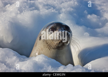 Mother harp seal raising head out of hole in ice, Iles de la Madeleine, Canada Stock Photo