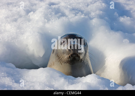 Mother harp seal raising head out of hole in ice, Iles de la Madeleine, Canada Stock Photo