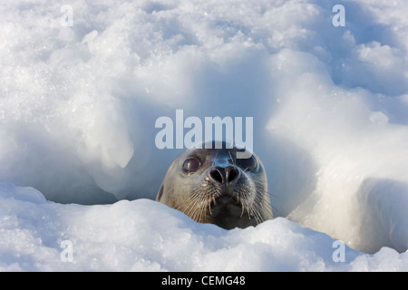 Mother harp seal raising head out of hole in ice, Iles de la Madeleine, Canada Stock Photo