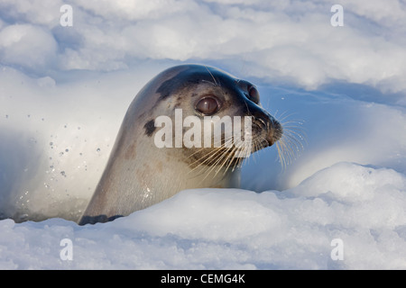 Mother harp seal raising head out of hole in ice, Iles de la Madeleine, Canada Stock Photo