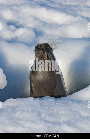 Mother harp seal raising head out of hole in ice, Iles de la Madeleine, Canada Stock Photo