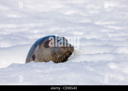 Mother harp seal raising head out of hole in ice, Iles de la Madeleine, Canada Stock Photo