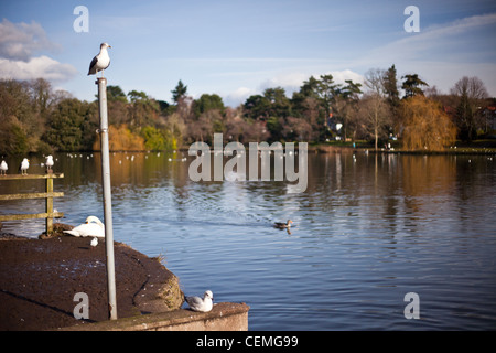 swans,seagulls,ducks,geese,wintering at roath park boating lake,cardiff,wales,uk,waler birds,sea birds,feeding at lake,crisp win Stock Photo
