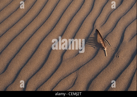 Sand patterns along coastline of Pacific ocean with bird feather Stock Photo