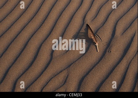 Sand patterns along coastline of Pacific ocean with bird feather Stock Photo