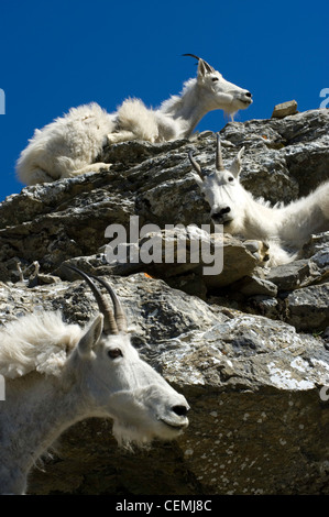 Mountain goats rest in the summer sun, off the Highline Trail at Logan Pass, Glacier National Park, Montana Stock Photo