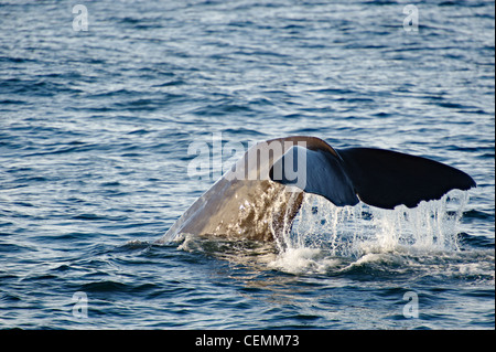 Sperm Whale hunting off the Kairkoura coast, South Island, New Zealand Stock Photo