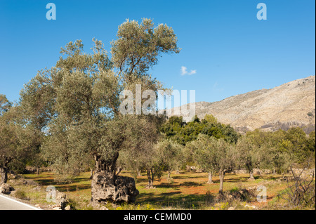Olive grove with a centennial, gnarled tree in the foreground Stock Photo