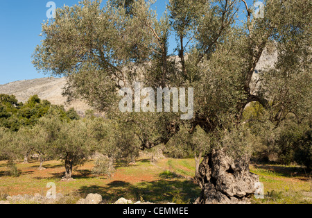 Centennial rugged olive tree in a sunny plantation Stock Photo