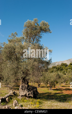 Olive plantation with a centennial tree in the foreground Stock Photo