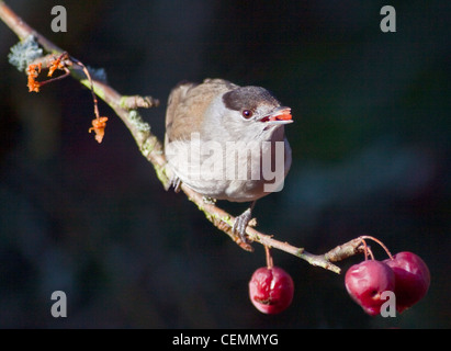 Male Blackcap (sylvia atricapilla) eating berries on Malus Red Sentinel (crab apple tree) Stock Photo