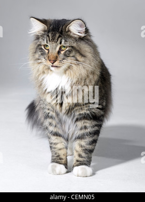 tabby Norwegian Forest kitten in light grey back Stock Photo
