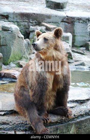 Brown bear in zoo Stock Photo