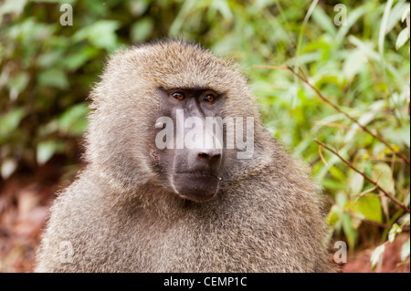 Male Baboon Portrait Stock Photo