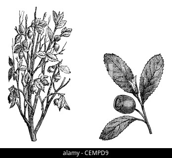 Cranberry branch, Fig.58. Cranberry Fruit, vintage engraved illustration. Magasin Pittoresque 1875. Stock Photo