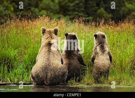 Grizzly Bear Family from Behind Stock Photo