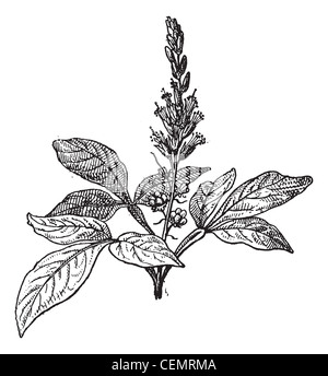 Old engraved illustration of Quassia amara isolated on a white background. Dictionary of words and things - Larive and Fleury ? 1895 Stock Photo